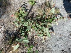 Lasiopetalum macrophyllum