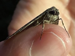 Phigalia strigataria