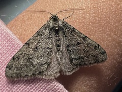 Phigalia strigataria