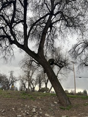 Quercus lobata