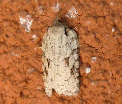 Acleris ptychogrammos