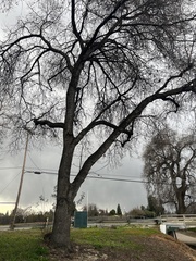 Quercus lobata
