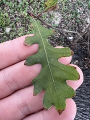 Quercus lobata