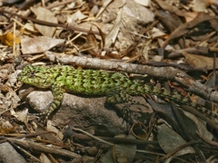 Sceloporus malachiticus