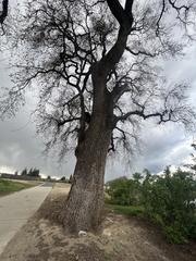 Quercus lobata