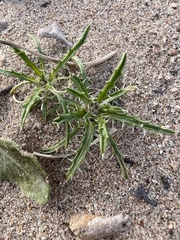Loeseliastrum schottii