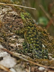 Sceloporus malachiticus