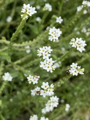 Euploca ovalifolia