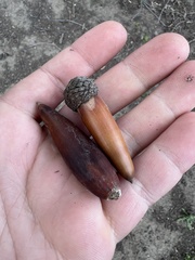 Quercus lobata