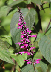 Salvia iodantha