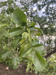 Sambucus cerulea