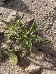 Loeseliastrum schottii