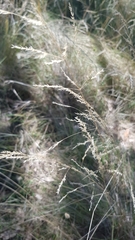 Poa labillardierei