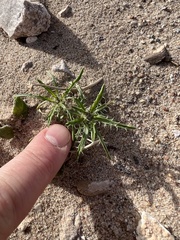 Loeseliastrum schottii