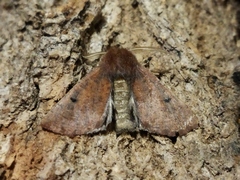 Dasycorsa modesta
