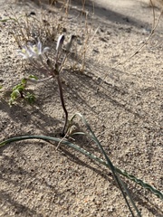 Androstephium breviflorum