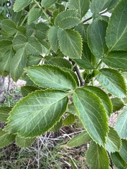 Sambucus cerulea