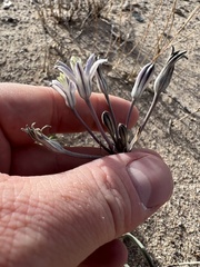 Androstephium breviflorum