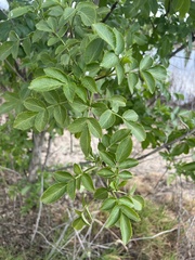 Sambucus cerulea
