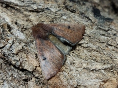 Dasycorsa modesta