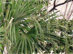 Sabal mauritiiformis