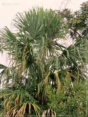 Sabal mauritiiformis