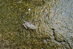 Hyperolius marmoratus taeniatus