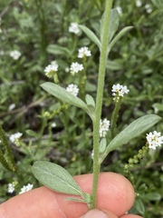 Euploca ovalifolia