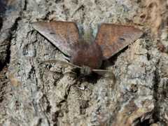 Dasycorsa modesta