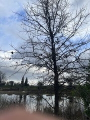Quercus lobata