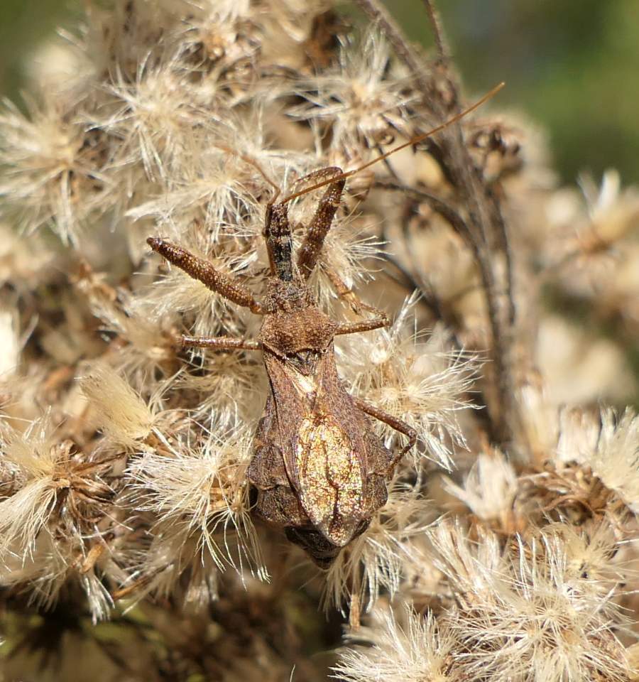 spined assassin bug