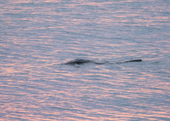 Arctocephalus