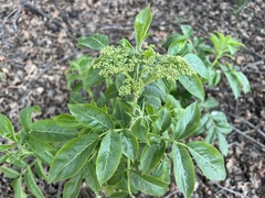 Sambucus cerulea