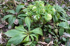 Helleborus