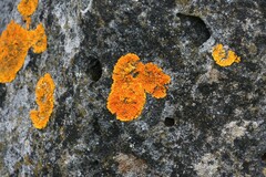 Xanthorioideae