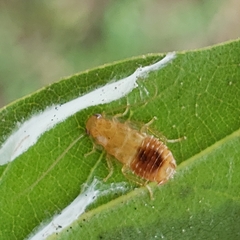 Chorisoneura texensis