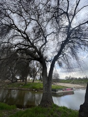Quercus lobata