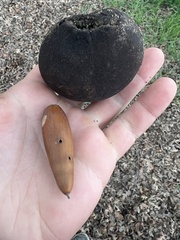 Quercus lobata