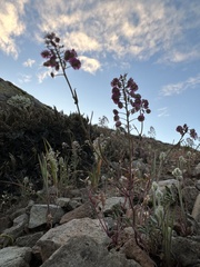 Thysanocarpus conchuliferus