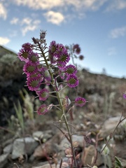 Thysanocarpus conchuliferus
