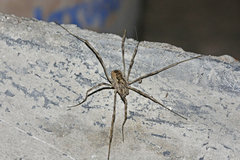 Phalangiinae