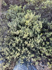 Arctostaphylos montana