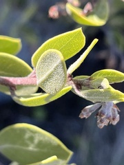 Arctostaphylos montana