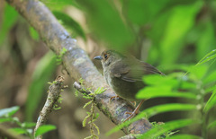 Schoeniparus brunneus