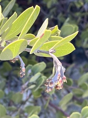 Arctostaphylos montana