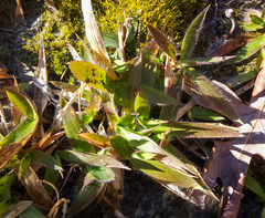Dichanthelium laxiflorum