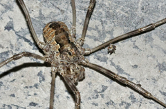 Phalangiinae