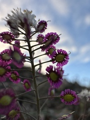 Thysanocarpus conchuliferus