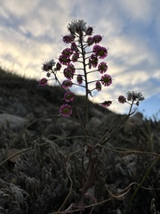 Thysanocarpus conchuliferus