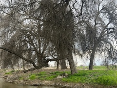 Quercus lobata